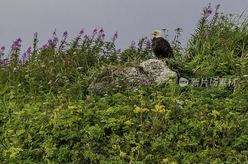 白头鹰(Haliaeetus leucocephalus)是一种发现于北美的猛禽。隐藏瀑布，卡斯尼库湾，巴拉诺夫岛，查塔姆海峡，阿拉斯加。